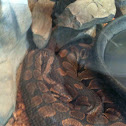 Ball python