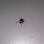 Deer Tick