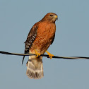 Red-shouldered Hawk
