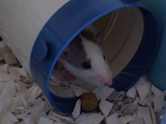 Rats 003