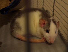 Rats 008
