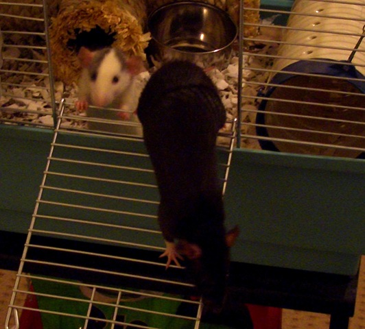 [Rats 008[7].jpg]