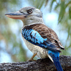 Blue Winged Kookaburra ( Male )