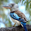 Blue Winged Kookaburra ( Male )