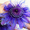 Passion Flower