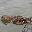 Mallard - ♀