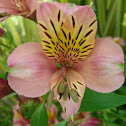 Lily (pink)