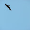 Pariah Kite 