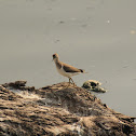 Common Sandpiper