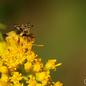 Ambush Bugs