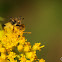 Ambush Bugs