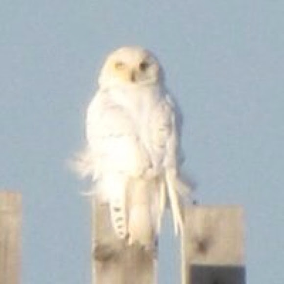 Spotting Image 1