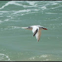 Red-billed Tropicbird
