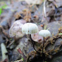 Marasmius capillaris
