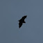 Bat