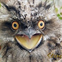 Tawny Frogmouth