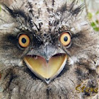 Tawny Frogmouth