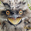 Tawny Frogmouth