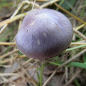 Sticky violet cort