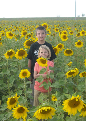 Winfield, Kansas sunflower field, September of 2008
