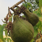 Pawpaw