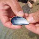 Blue Mussel