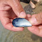 Blue Mussel