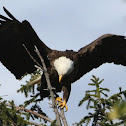 BALD EAGLE