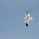 European Herring Gull