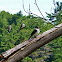 Eastern Kingbird