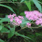 Mistflower