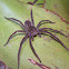 Wandering spider