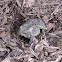 American Toad