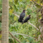 Scaly-naped Pigeon