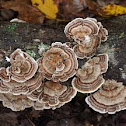 Trametes Versicolor