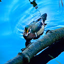 Wood Duck