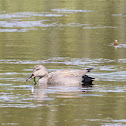Gadwall - male