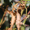 Macleays phasmid (female)