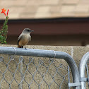 Western Kingbird