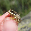 european common frog; rana bermeja