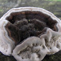 Bracket fungus.