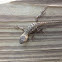 Eastern Fence Lizard