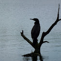 Kormoran