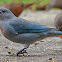 Sayaca Tanager (sanhaçu-cinzento)