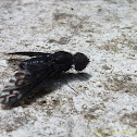 Balaana Beefly I