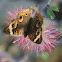 Common Buckeye