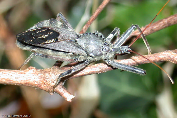 Spotting Image 1