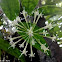 gold dust dracaena bloom