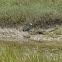 Yellow-crowned Night-Heron