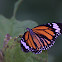 Striped Tiger Male